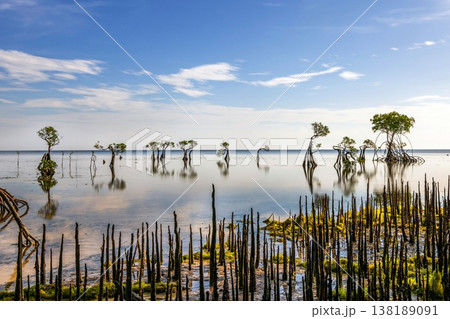 Beautiful tropical beach sea and ocean with mangrove tree on blue sky and white cloud 138189091