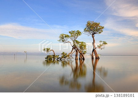 Beautiful tropical beach sea and ocean with mangrove tree on blue sky and white cloud Beautiful tropical beach sea and ocean with mangrove tree on blue sky and white cloud 138189101