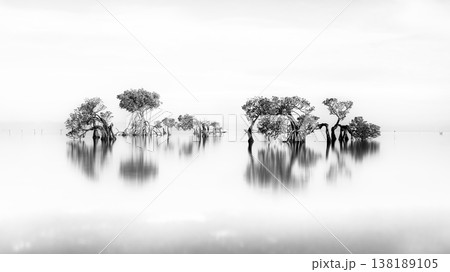Beautiful tropical beach sea and ocean with mangrove tree on blue sky and white cloud 138189105