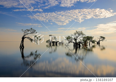 Beautiful tropical beach sea and ocean with mangrove tree on blue sky and white cloud 138189107