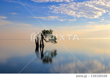 Beautiful tropical beach sea and ocean with mangrove tree on blue sky and white cloud 138189108