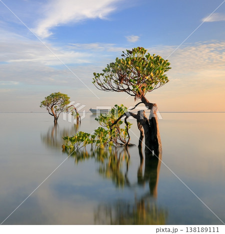 Beautiful tropical beach sea and ocean with mangrove tree on blue sky and white cloud 138189111