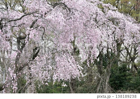 (見沼田んぼ)春の陽射しを浴びる満開の枝垂れ桜 (見沼田んぼ)春の陽射しを浴びる満開の枝垂れ桜 138189238