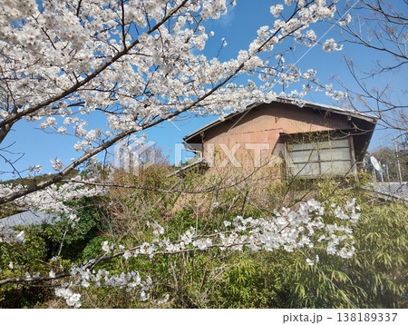 桜と雪柳と古い家 桜と雪柳と古い家 138189337