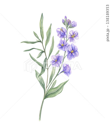 Watercolor blue Matthiola with leaf branch bouquet illustration on isolated background. Blooming Hoary Stock flowers with leaves . Floral composition for spa decor, packaging, natural cosmetics labels 138189353
