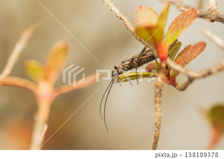 春の里山で植物の葉に止まるオナシカワゲラの仲間 138189378