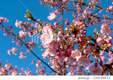 満開の河津桜と青空のコピースペース 春のイメージ素材 満開の河津桜と青空のコピースペース 春のイメージ素材 138189431