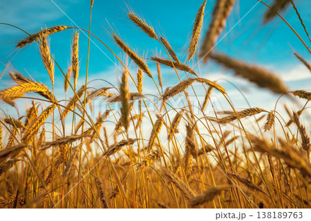 View of a wheat field against a beautiful sky View of a wheat field against a beautiful sky 138189763