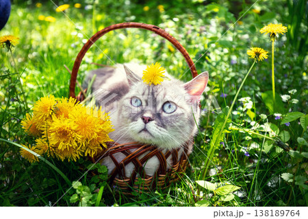 Funny cat lies in a basket on the grass with dandelions. The cat enjoys the summer Funny cat lies in a basket on the grass with dandelions. The cat enjoys the summer 138189764