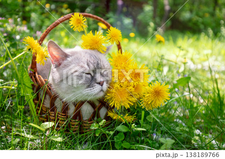 Funny cat lies in a basket on the grass with dandelions. The cat enjoys the summer Funny cat lies in a basket on the grass with dandelions. The cat enjoys the summer 138189766