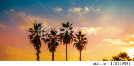 Row of tropical palm trees against an orange sunset sky. Silhouette of tall palm trees. Tropical evening landscape. Beautiful tropical nature 138189841