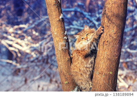 Cat sitting on the tree. Siberian cat walking in the forest Cat sitting on the tree. Siberian cat walking in the forest 138189894