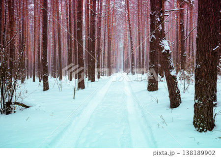 Winter forest covered with snow on a sunny day. Pine forest in winter Winter forest covered with snow on a sunny day. Pine forest in winter 138189902
