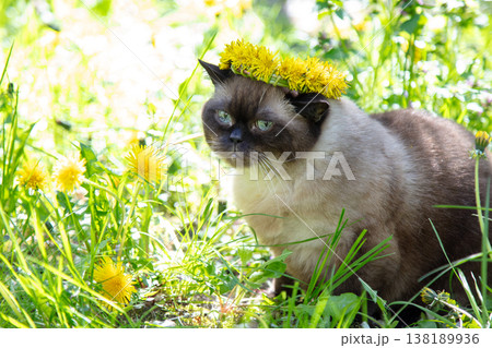 Seal Point cat wearing a wreath of dandelion flowers sits in the garden on a sunny summer day Seal Point cat wearing a wreath of dandelion flowers sits in the garden on a sunny summer day 138189936