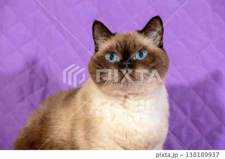 Portrait of a cute color point cat on a violet background Portrait of a cute color point cat on a violet background 138189937