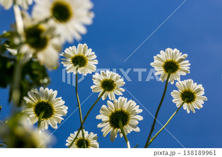 Blooming daisies against a blue summer sky 138189961
