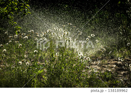 Blooming daisies against a backdrop of splashing water Blooming daisies against a backdrop of splashing water 138189962