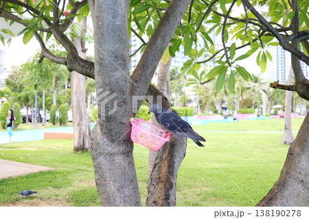 Gray pigeon catching and eating on tree in park. Gray pigeon catching and eating on tree in park. 138190278