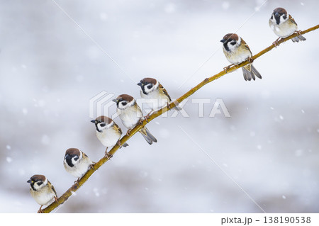 降雪の中のスズメの群れ 138190538