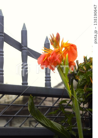 オレンジ色のカンナの花 ネパール オレンジ色のカンナの花 ネパール 138190647