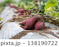 収穫後に列になって並べられた紫芋ふくむらさきの風景 138190722
