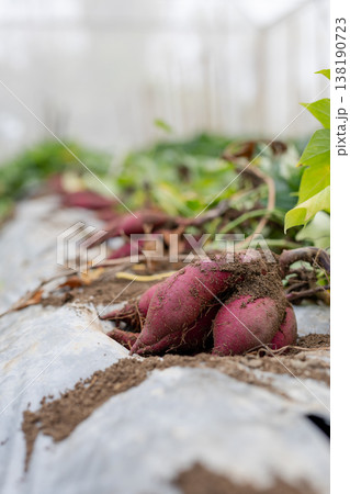 畑の畝に並べて置かれた収穫直後の紫芋ふくむらさき 138190723