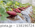 収穫された紫芋の列と畑の土の質感の農作業風景 138190724
