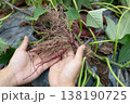 さつまいもの根が肥大して芋に成長する過程を示す手元 138190725