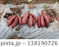 収穫を終えて畑のマルチシートの上に置かれた紫芋 138190726