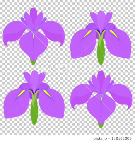 Simple irises illustration 138191009