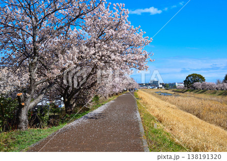 春　桜　春めき　幸せ道　 138191320