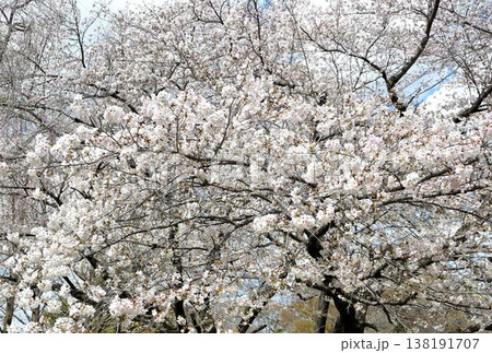 （見沼田んぼ）満開になった桜 138191707