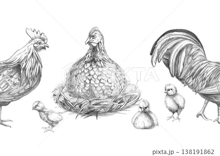 Seamless border with a hen, chickens, and a rooster. Isolated pencil illustration for print shops, farms, restaurants, food products, themed events, children's books, agriculture, farmers' markets. 138191862