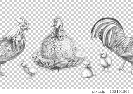 Seamless border with a hen, chickens, and a rooster. Isolated pencil illustration for print shops, farms, restaurants, food products, themed events, children's books, agriculture, farmers' markets. 138191862