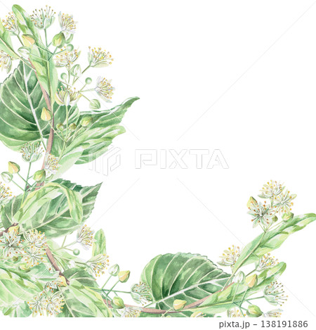 A square frame of blooming linden branches. Isolated watercolor illustration for pharmaceutical, cosmetic, organic, food, and health products. A square frame of blooming linden branches. Isolated watercolor illustration for pharmaceutical, cosmetic, organic, food, and health products. 138191886
