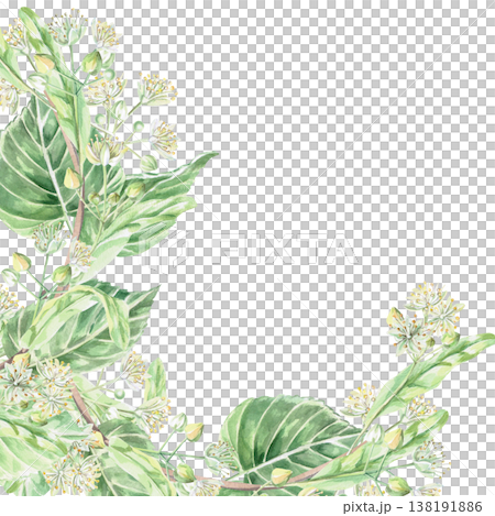 A square frame of blooming linden branches. Isolated watercolor illustration for pharmaceutical, cosmetic, organic, food, and health products. A square frame of blooming linden branches. Isolated watercolor illustration for pharmaceutical, cosmetic, organic, food, and health products. 138191886