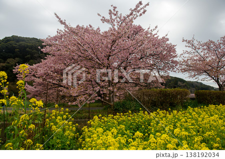 南伊豆 みなみの桜と菜の花まつりの菜の花と河津桜(静岡県) 南伊豆 みなみの桜と菜の花まつりの菜の花と河津桜(静岡県) 138192034