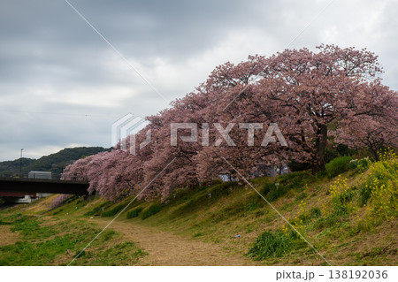 南伊豆 みなみの桜と菜の花まつりと来の宮橋(静岡県) 南伊豆 みなみの桜と菜の花まつりと来の宮橋(静岡県) 138192036