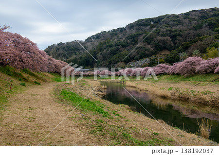 南伊豆 みなみの桜と菜の花まつりの川に映る河津桜(静岡県) 南伊豆 みなみの桜と菜の花まつりの川に映る河津桜(静岡県) 138192037