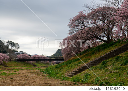 南伊豆 みなみの桜と菜の花まつり(静岡県) 南伊豆 みなみの桜と菜の花まつり(静岡県) 138192040