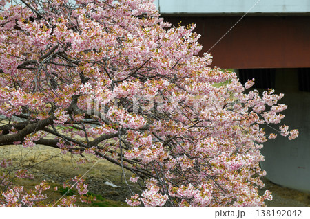 南伊豆 みなみの桜と菜の花まつりの河津桜と湯けむり橋(静岡県) 南伊豆 みなみの桜と菜の花まつりの河津桜と湯けむり橋(静岡県) 138192042