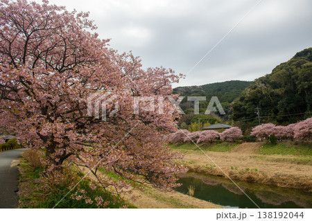 南伊豆　みなみの桜と菜の花まつりの川に映る河津桜（静岡県） 138192044