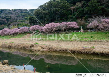南伊豆 みなみの桜と菜の花まつりの逆さ桜(静岡県) 南伊豆 みなみの桜と菜の花まつりの逆さ桜(静岡県) 138192045