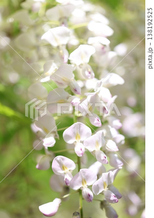 藤の花のある風景 138192525