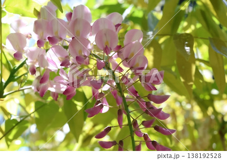 藤の花のある風景 138192528
