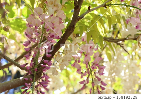 藤の花のある風景 138192529