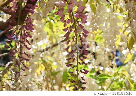 藤の花のある風景 138192530