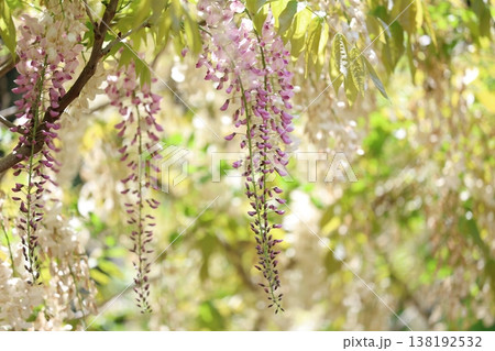 藤の花のある風景 138192532