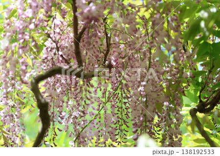 藤の花のある風景 138192533