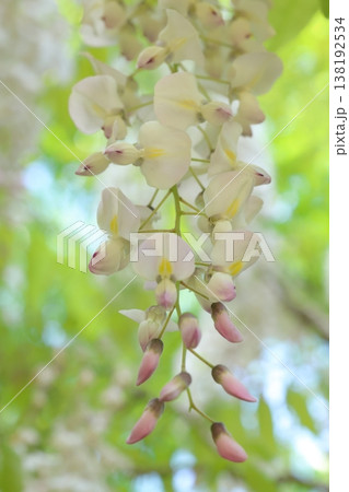 藤の花のある風景 138192534